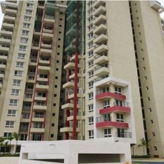 Purva Gold Crest